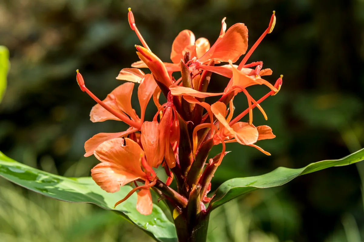 Hedychium deceptum( syn. Hedychium rubrum)