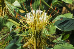 Hedychium ellipticum