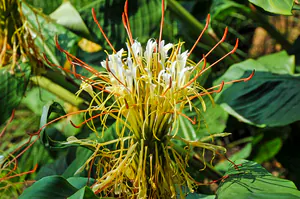Hedychium ellipticum