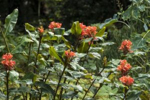 Hedychium greenii