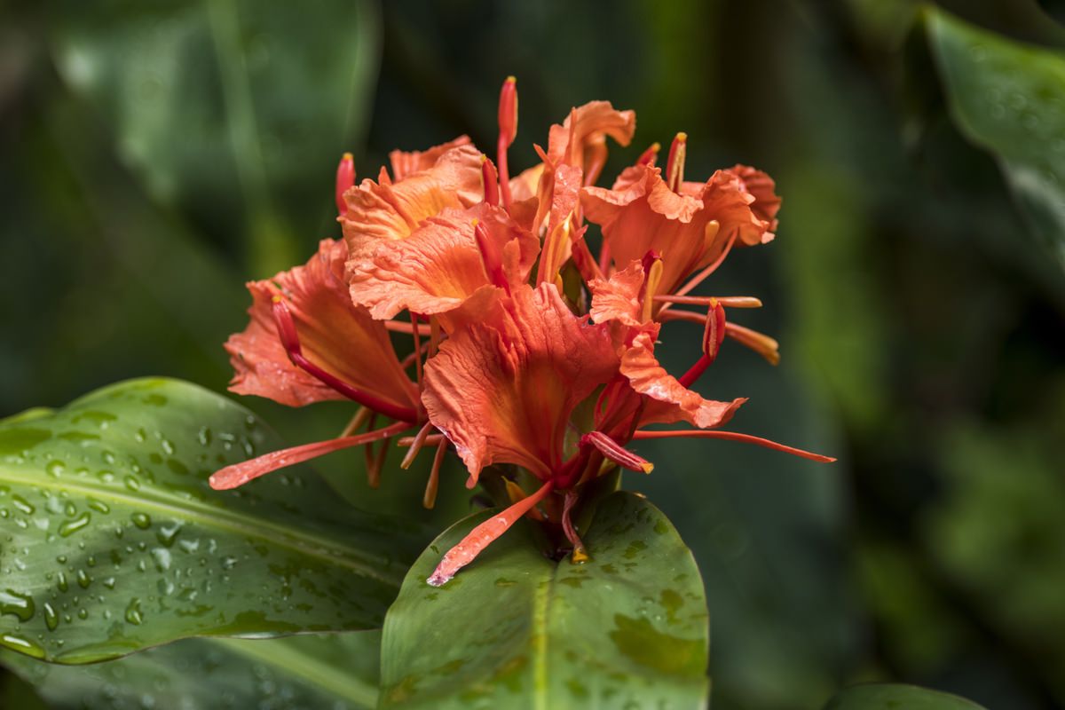 Hedychium greenii
