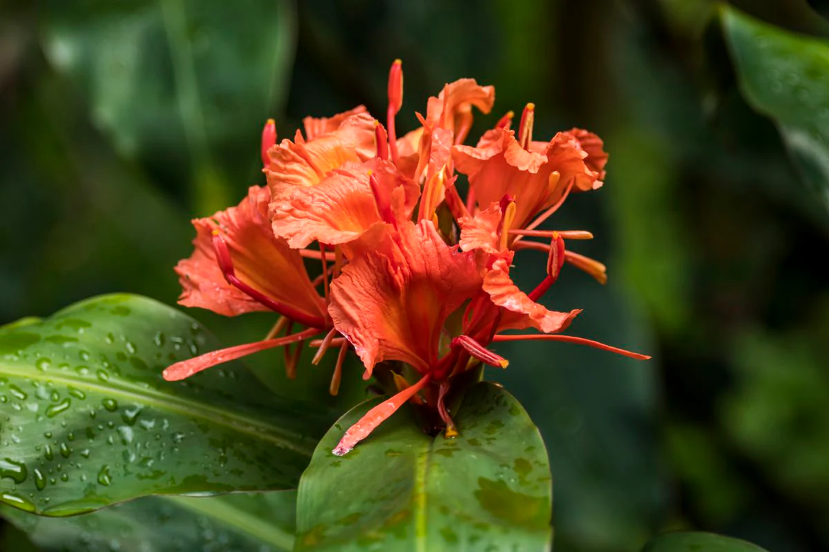 Hedychium greenii