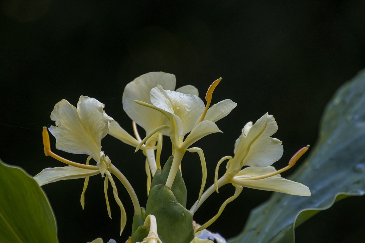 Hedychium maximum Yunnan