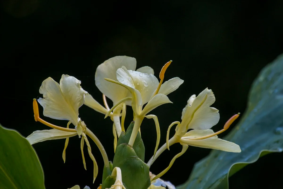 Hedychium maximum Yunnan