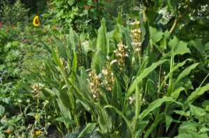 Hedychium greenii