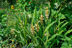 Hedychium greenii