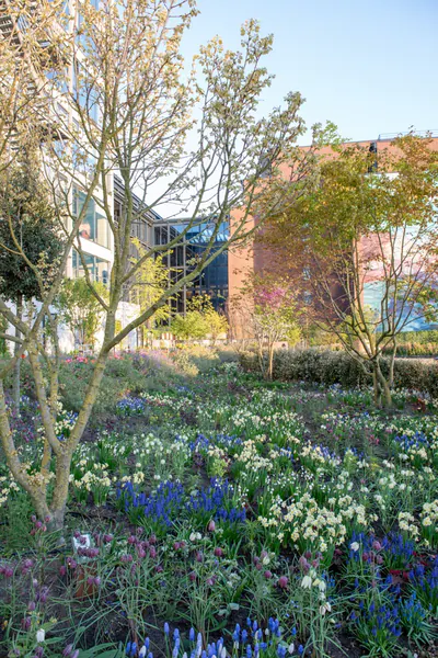 Houthavens Botanique (HB) is een botanisch pocket park in het hart van de Amsterdamse Houthavens.