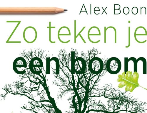 Zo teken je een boom