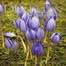 cover luxe tuinblad