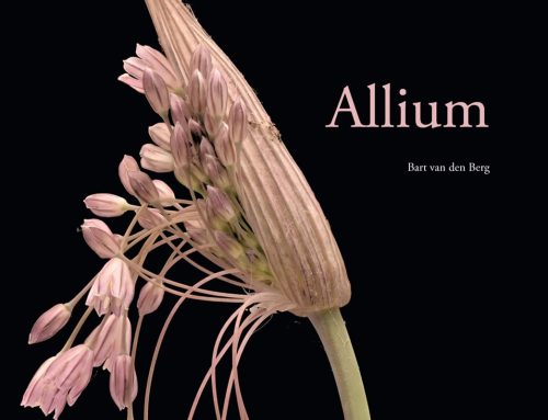 Allium door Bart van den Berg