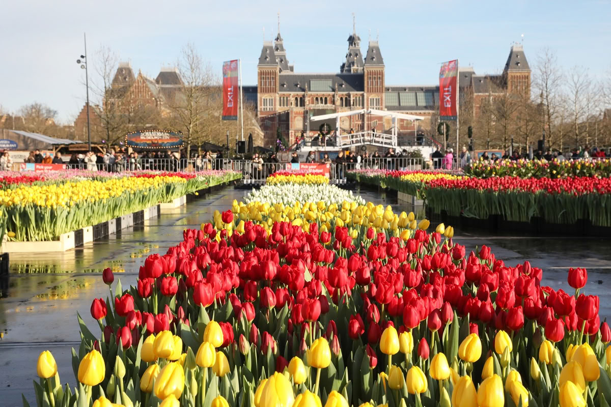 tulpen plukken amsterdam